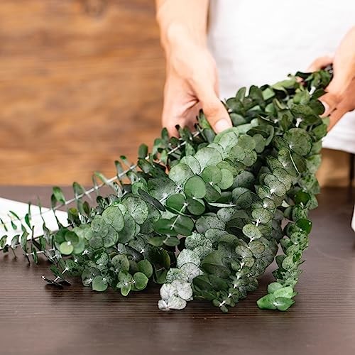 16 Pcs Dried Eucalyptus Stems, 17” Natural Fresh Eucalyptus Leaves Green