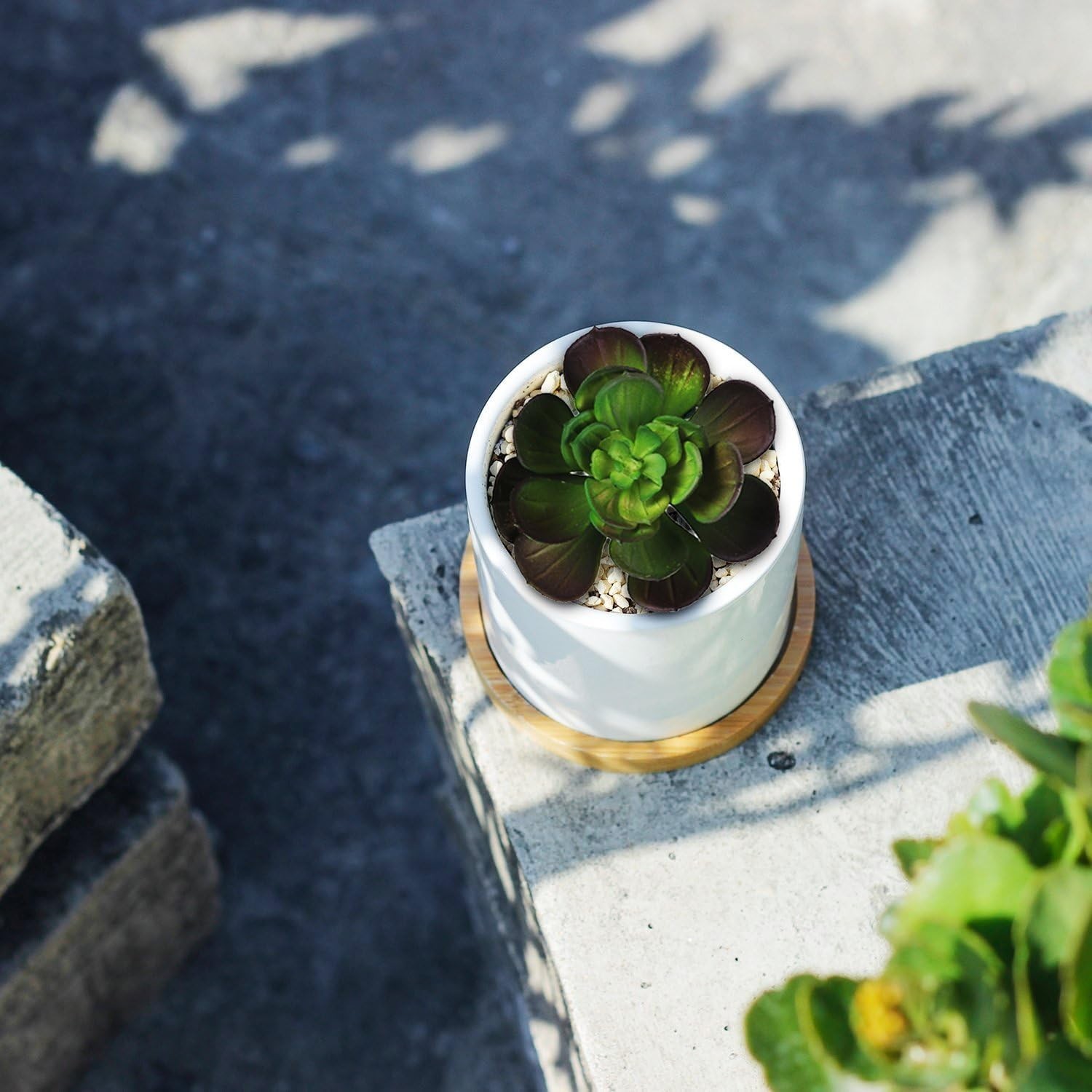 5-Piece Artificial Succulent Set – Perfect for Home, Office, and Events