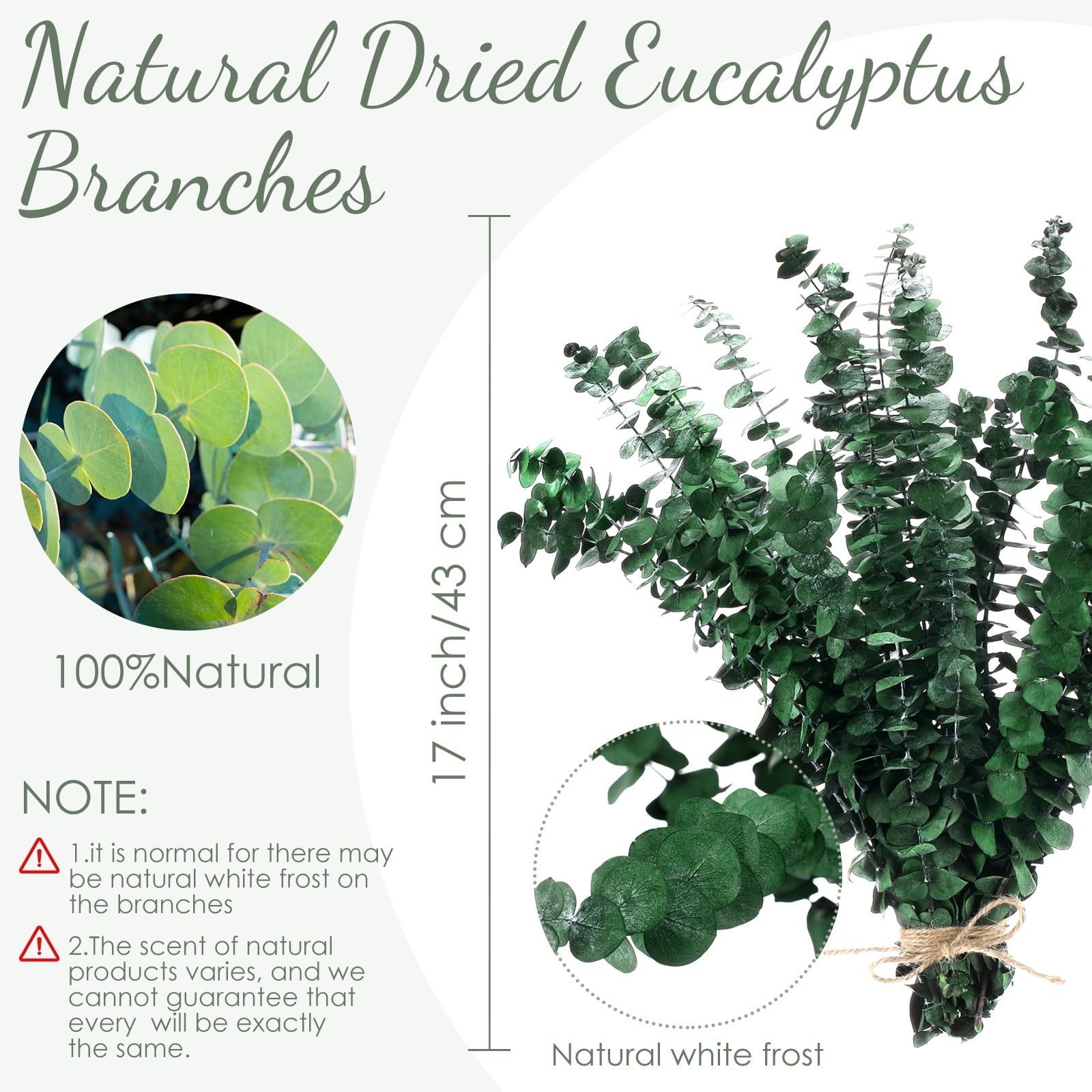 60 Pcs Large Dried Eucalyptus Stems 17inch Natural Real Fresh Eucalyptus Bran…