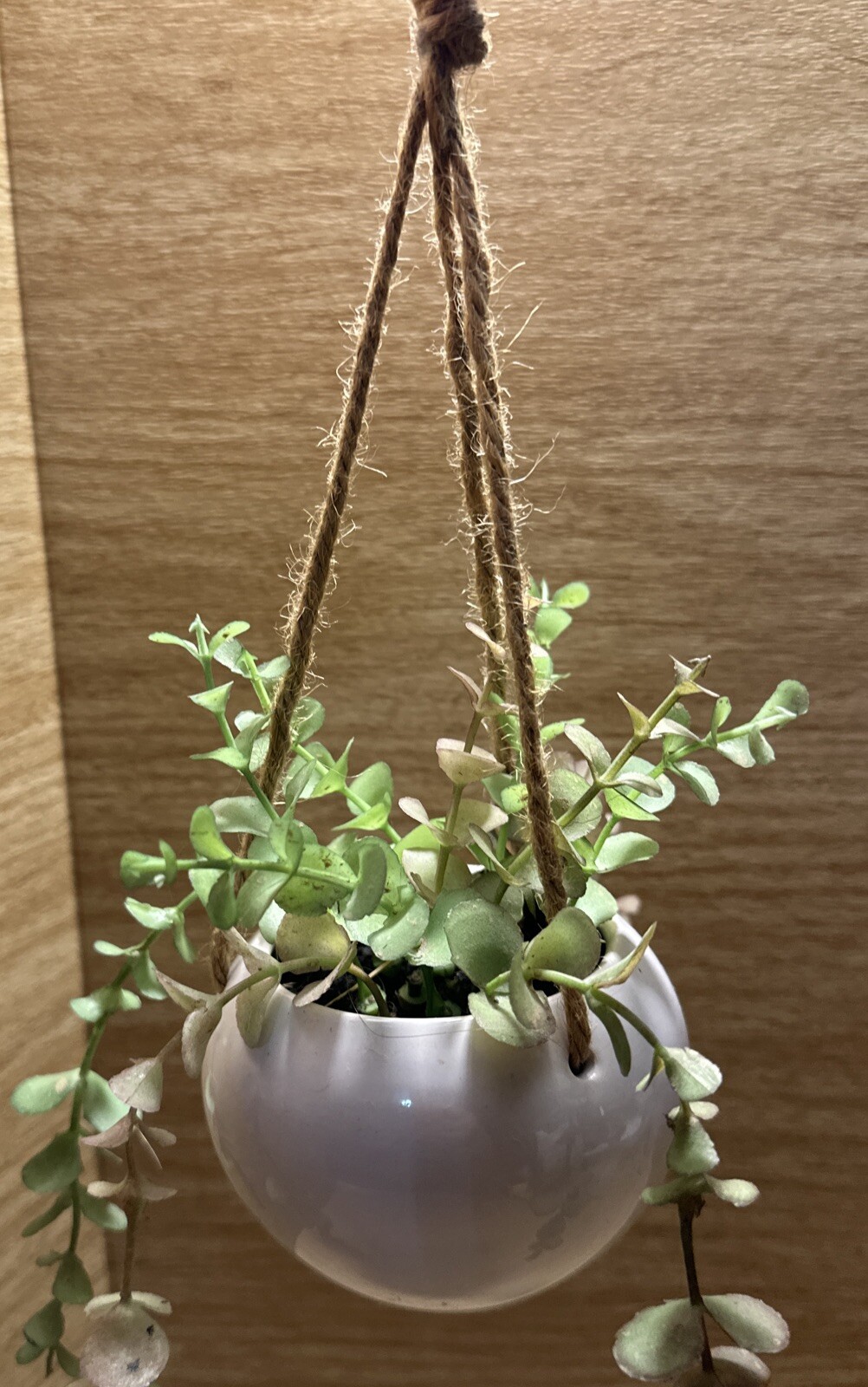 Artificial Faux Plant Hanging White Pot Succulent Green Leaf decor Small Planter