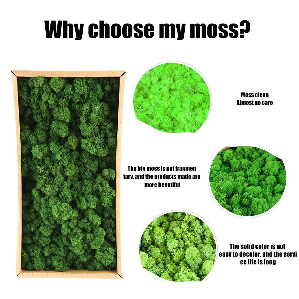 New Preserved Decorative Moss Natural New Preserved Moss For Home Decoration US