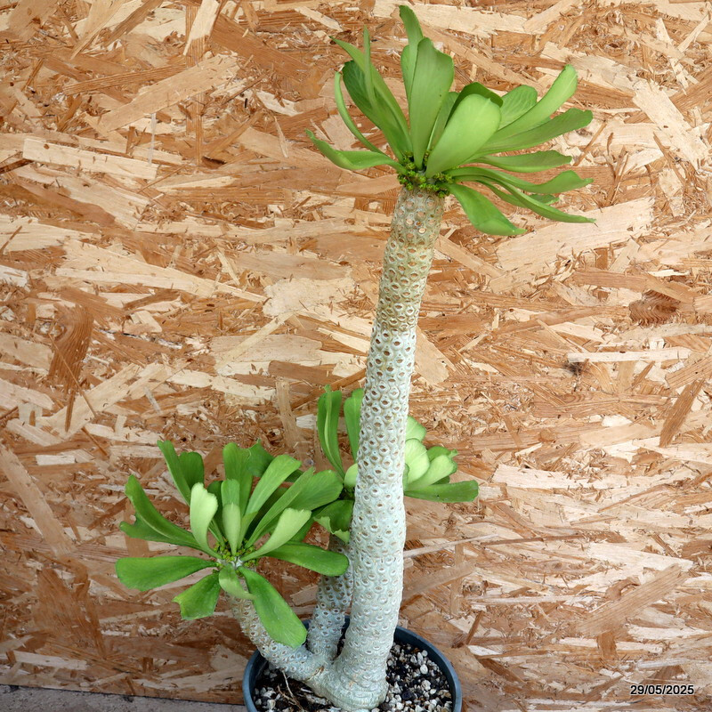 D2448 EUPHORBIA POISSONII OLD pot24-H56-W17 cm MaMa Cactus