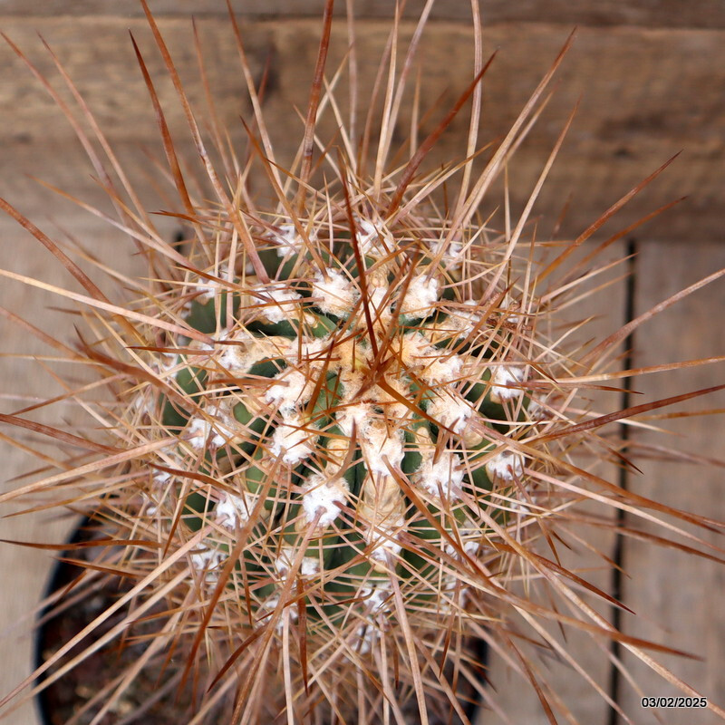 D2695 CEREUS PASA. LONG STRONG SPINES pot18-H30-W11 cm MaMa Cactus