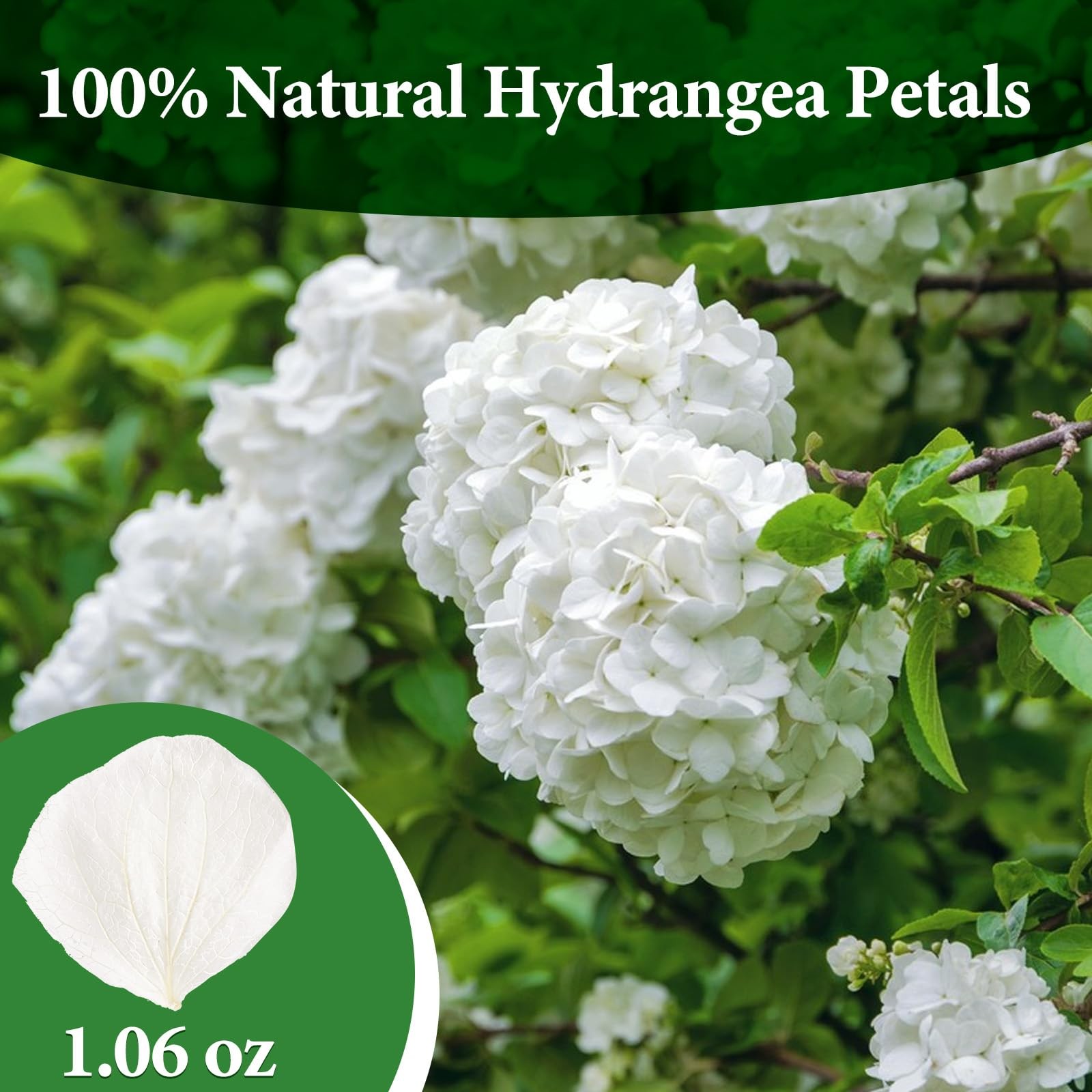 1500Pcs Real Dried Ivory White Hydrangea Petals for Wedding Petal Showers Rom…
