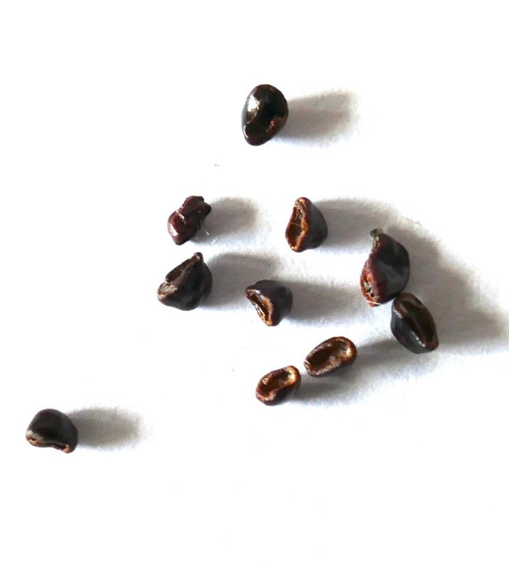 Astrophytum myriostigma SEEDS – Rare Cactus SEEDS