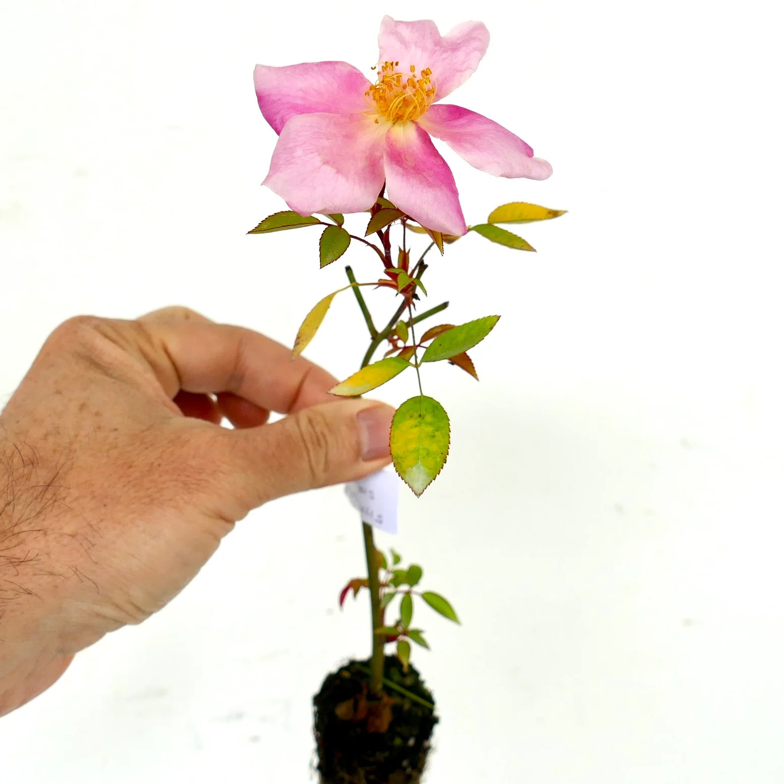 Rosa canina SEEDS – Dog rose | Wild rose