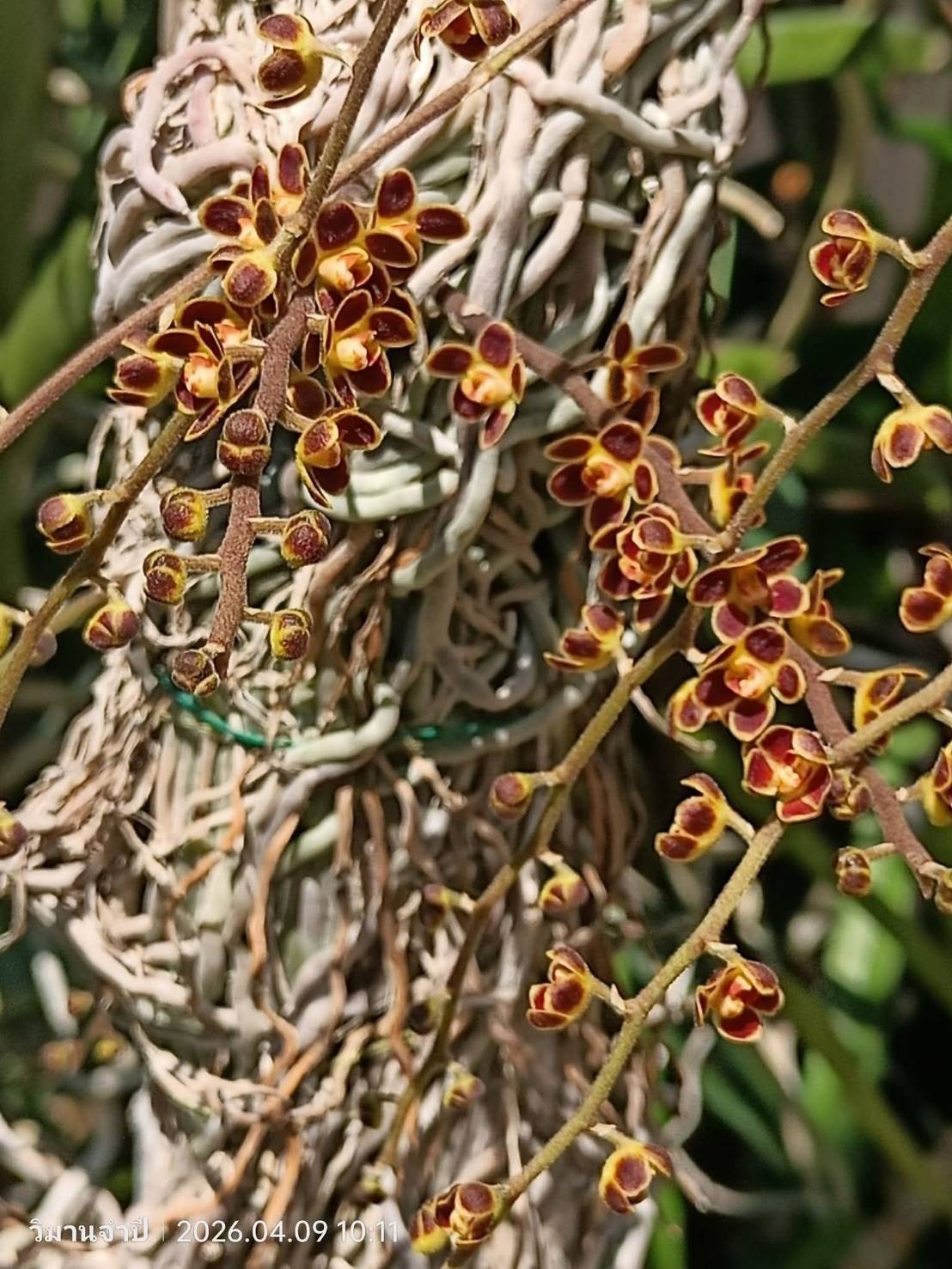 Red Chiloschista viridiflora Seidenf / Leafless Orchid 1 pc.