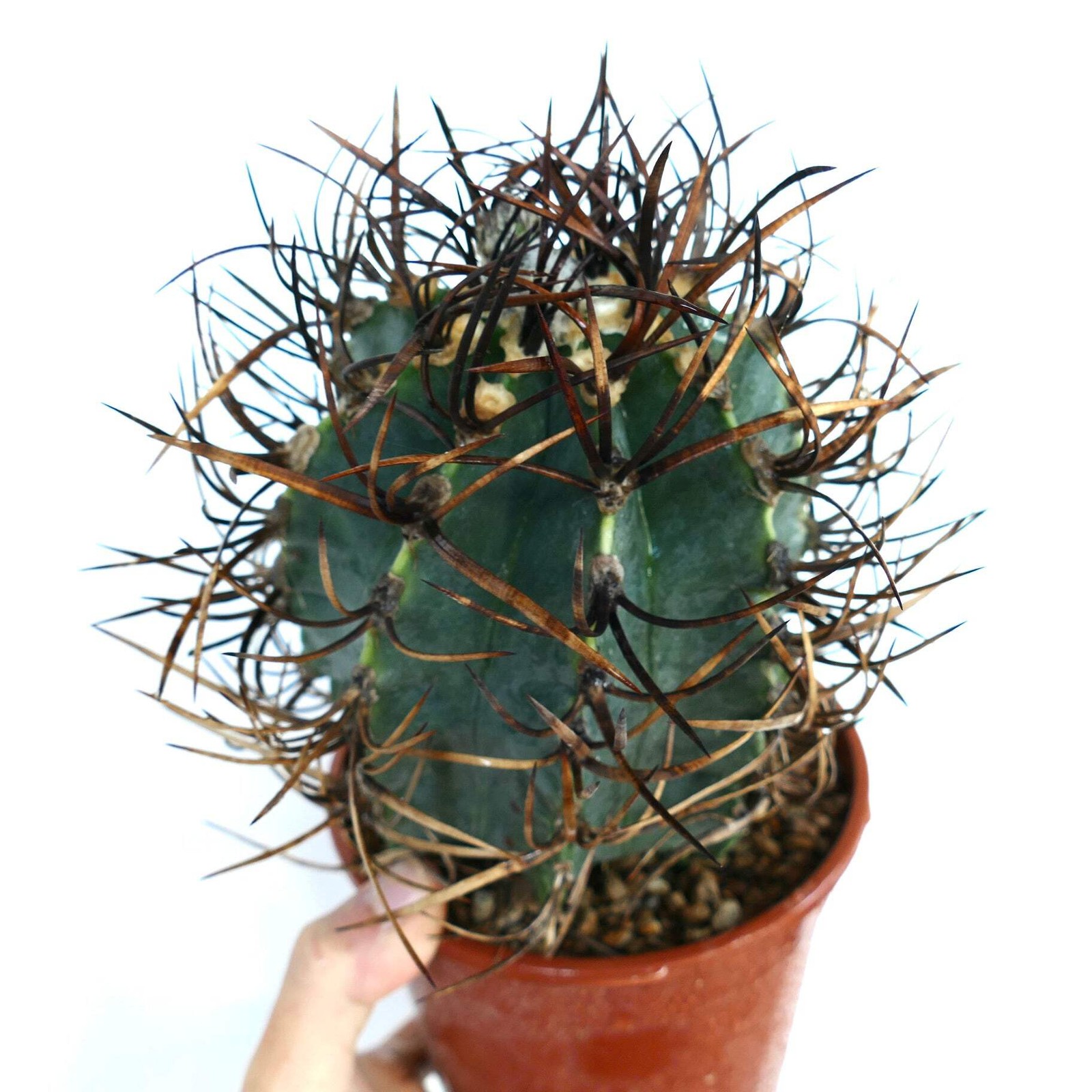 Astrophytum capricorne cv BUFFALO ‘TAIHO-GYOKU’ – Goat’s horn cactus | Star cact