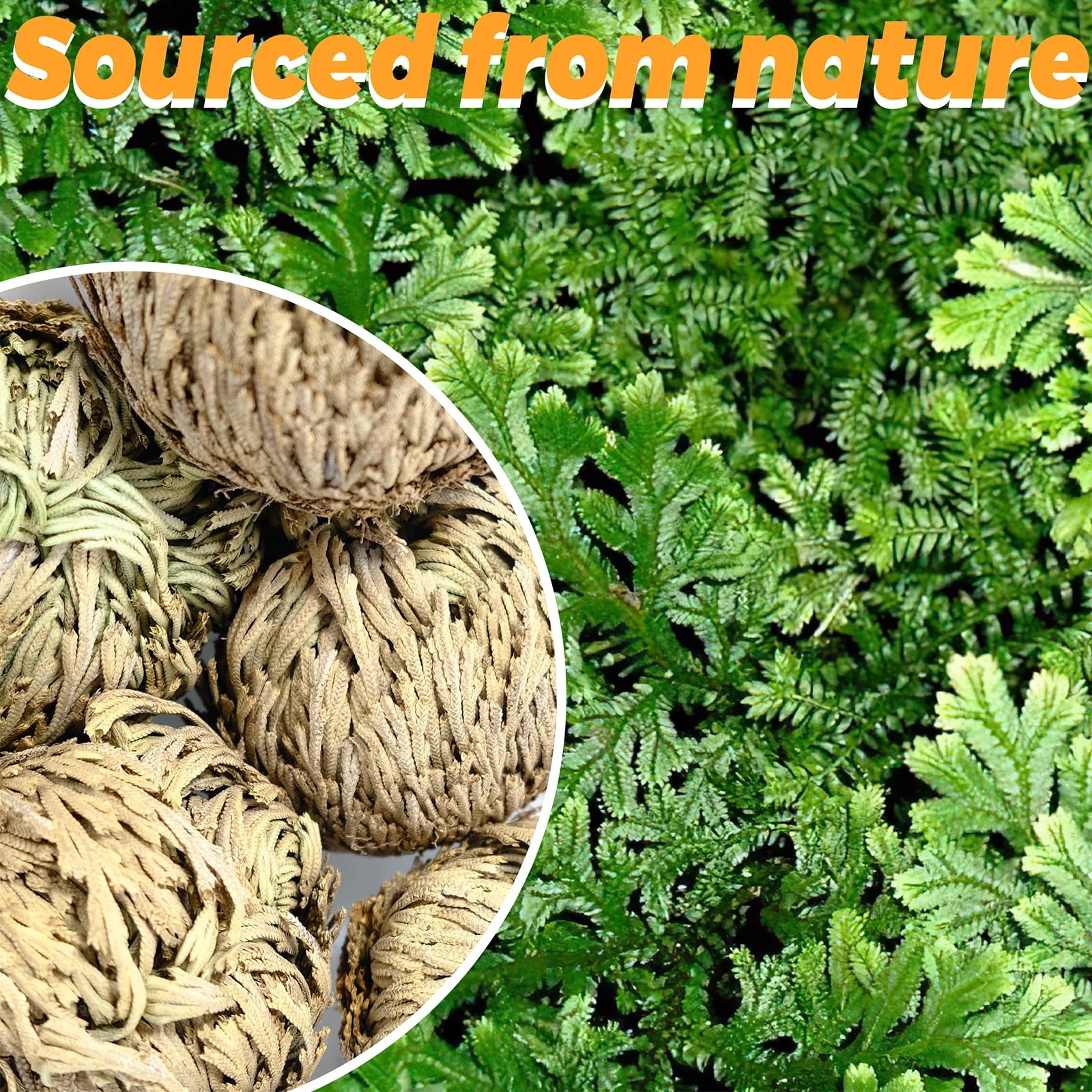 11 Pack Rose of Jericho Resurrection Plants, 1–2 Inch Rosa de Jerico Original…