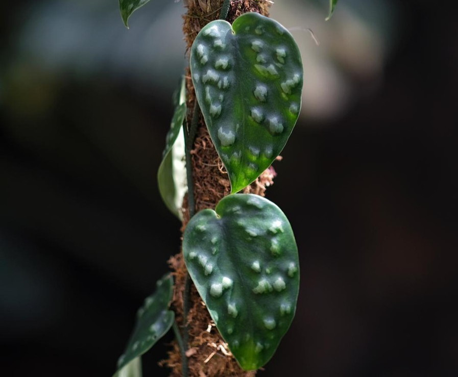 Real Pict Scindapsus Black Mamba Rare Plant