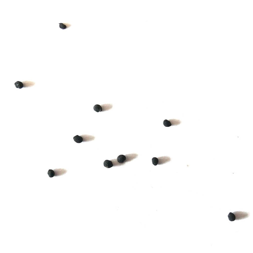 Echinocereus rosei SEEDS – Rare Cactus SEEDS