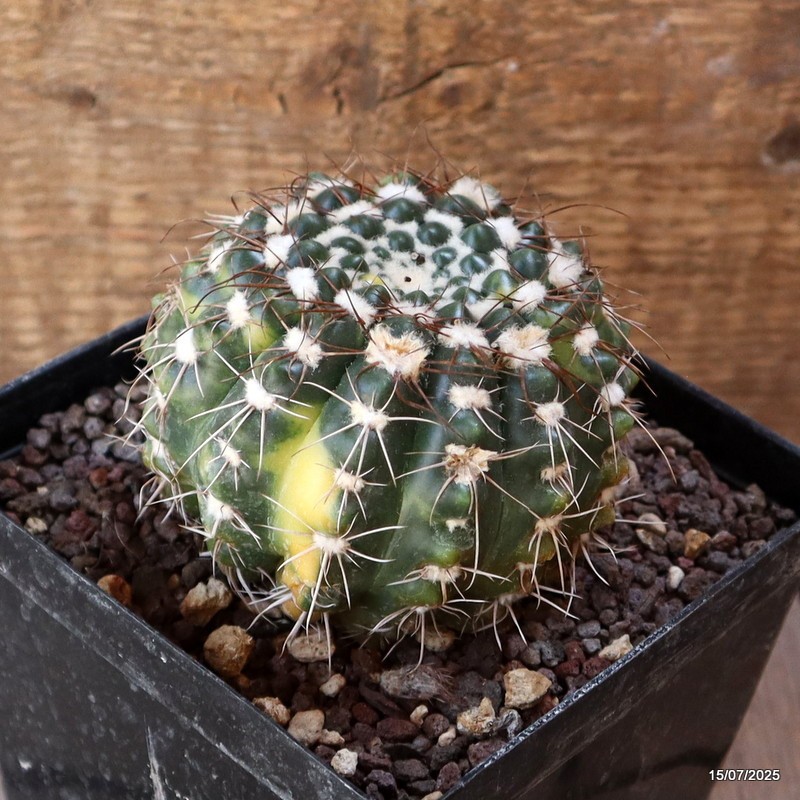 D5297 NOTOCACTUS UEBELMANNIANUS VARIEGATED pot12-H7-W9 cm MaMa Cactus