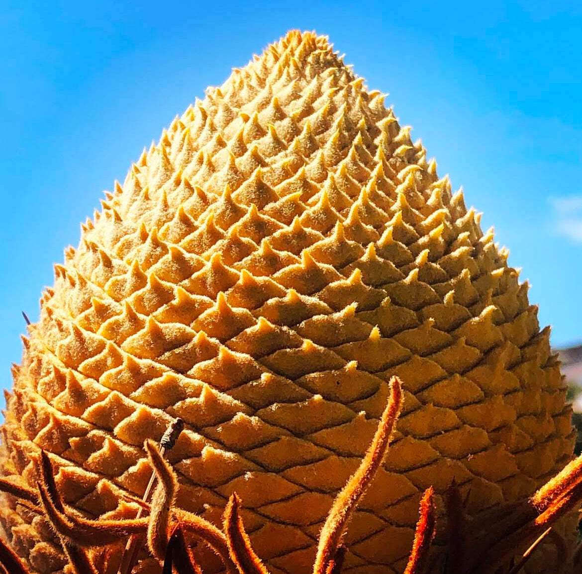 Cycas revoluta MALE – Sago palm | King sago