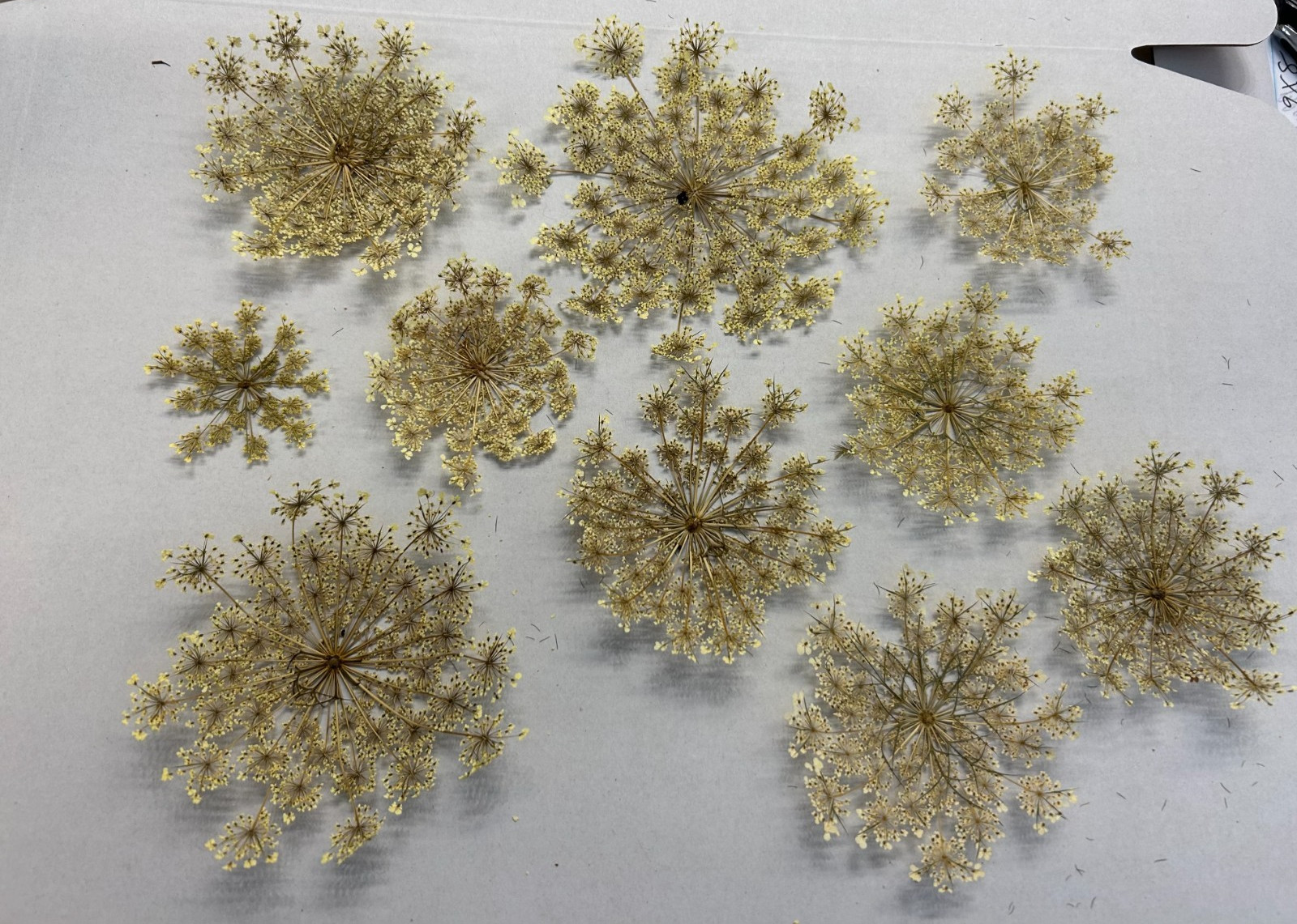 Lot of 10 Hand Picked and Hand Pressed Queen Anne’s Lace Flowers Crafting Décor