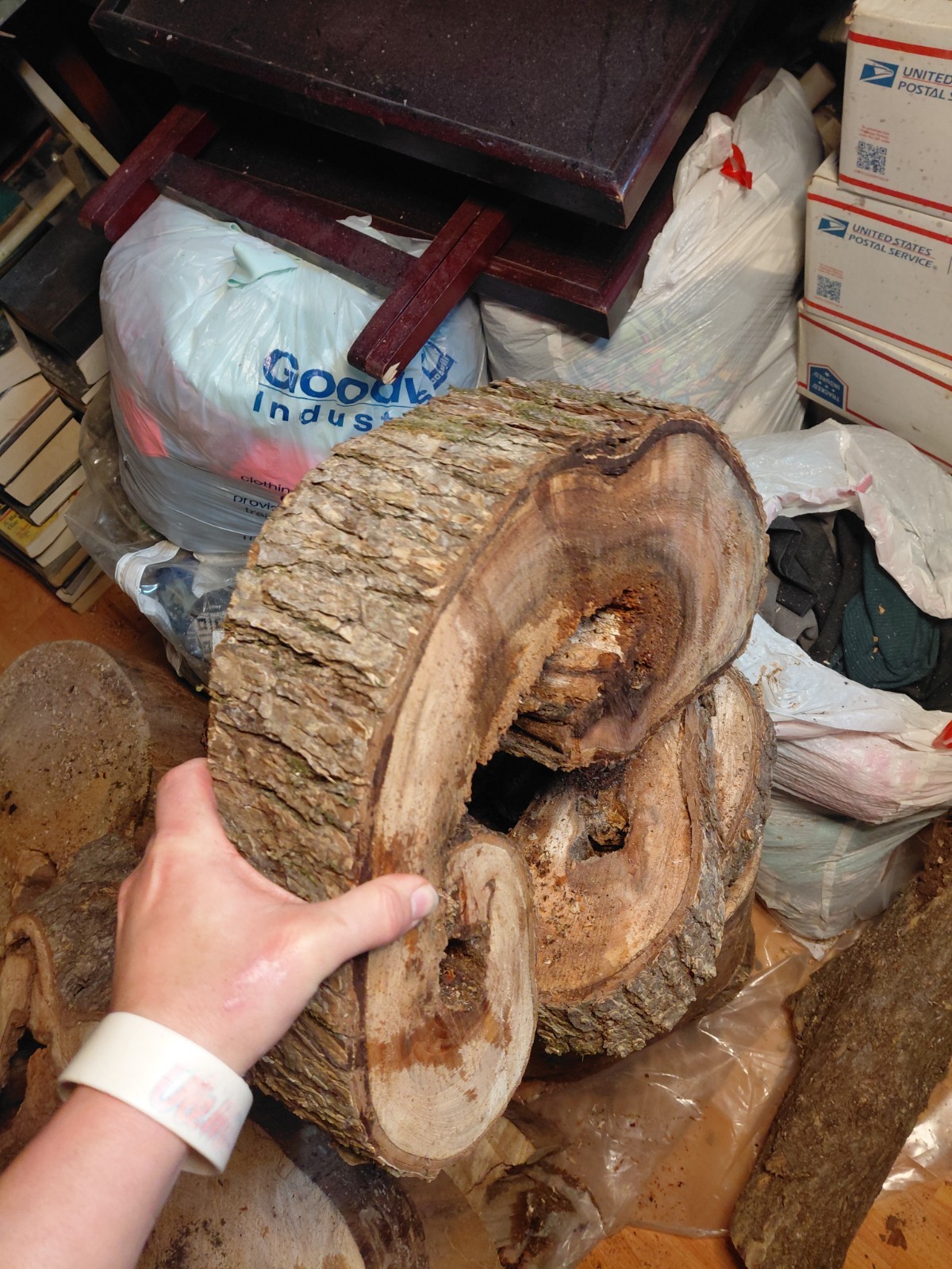 Cross Section Hollow Center Curved Tree Trunk Cutting 16- 1/2″ X 14″ X 4″