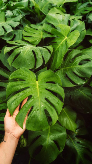 Monstera Deliciosa Tropical Split Leaf Plant in 4″ inch Pot | Indoor and Outdoor