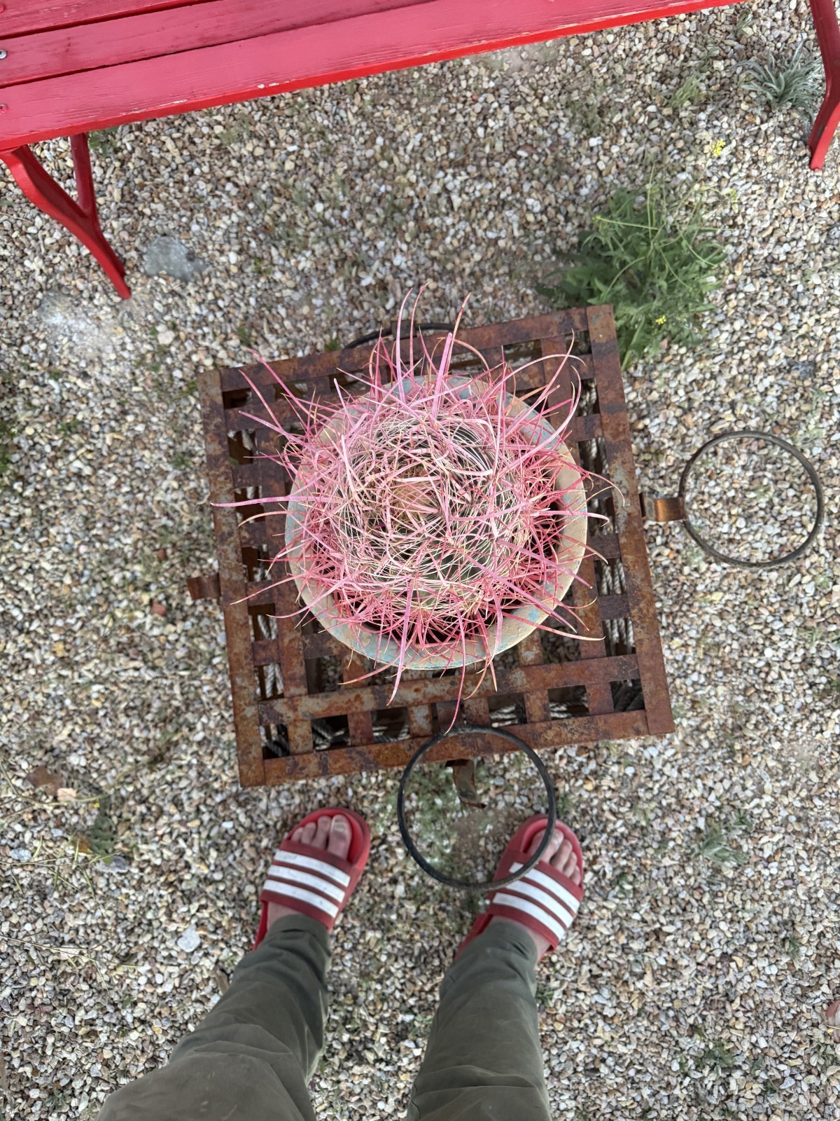 California Barrel Cactus – 7.5–8.5” Specimen