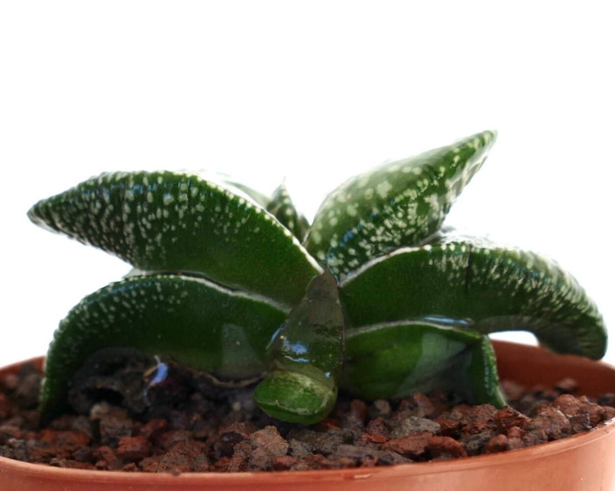 Gasteria armstrongii cv ‘Pearl’ VERY FAT LEAVES – Armstrong’s gasteria | Armstro
