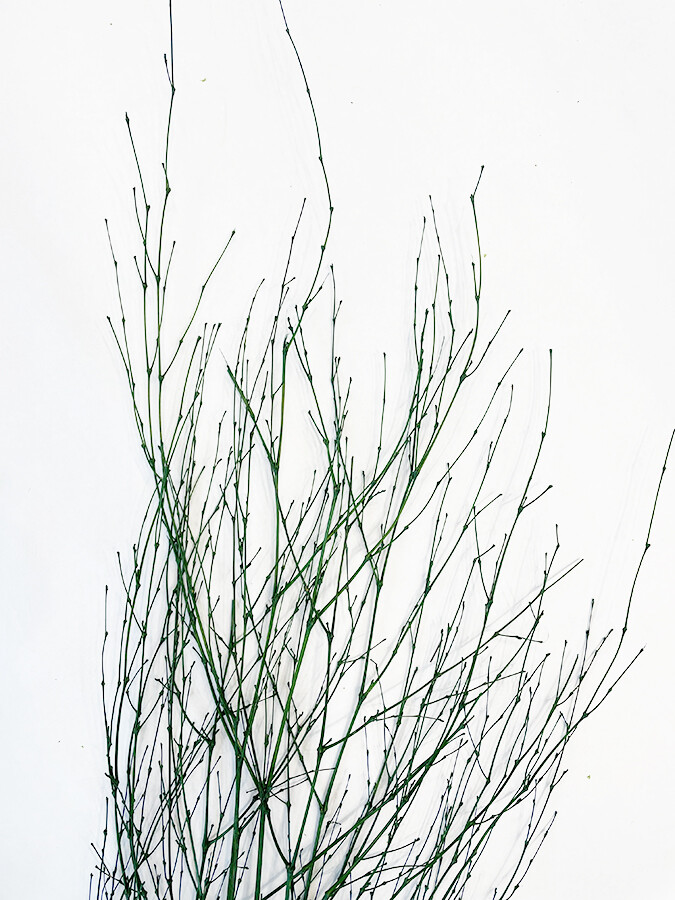Bamboo Spray Pack of 6 Branches 28in Green
