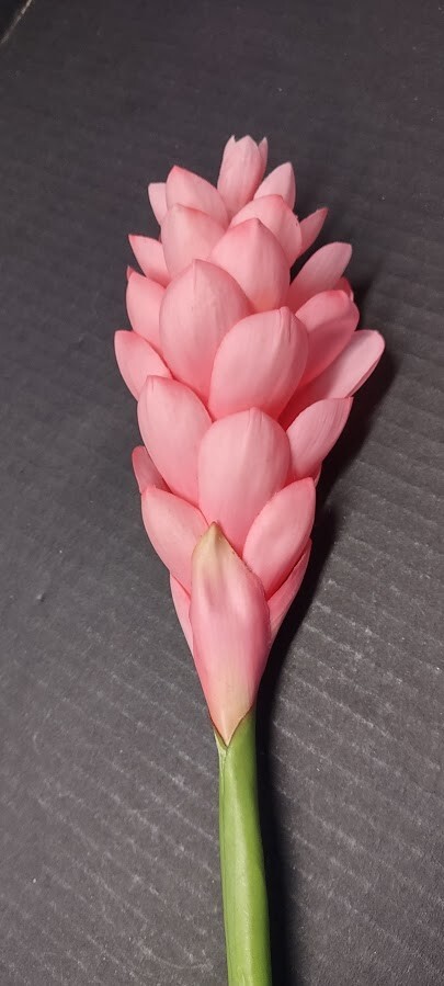 Ginger lily stem. Silk arrangements tropical Hawaiian flowers PINK