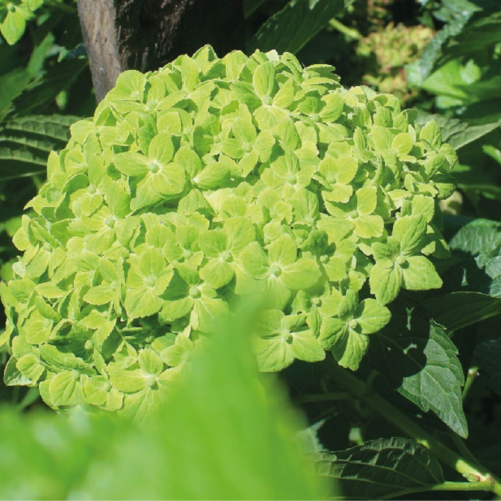 Box of 10 Emerald Green Hydrangea Stems bloom with a head 3.9-4.7 In