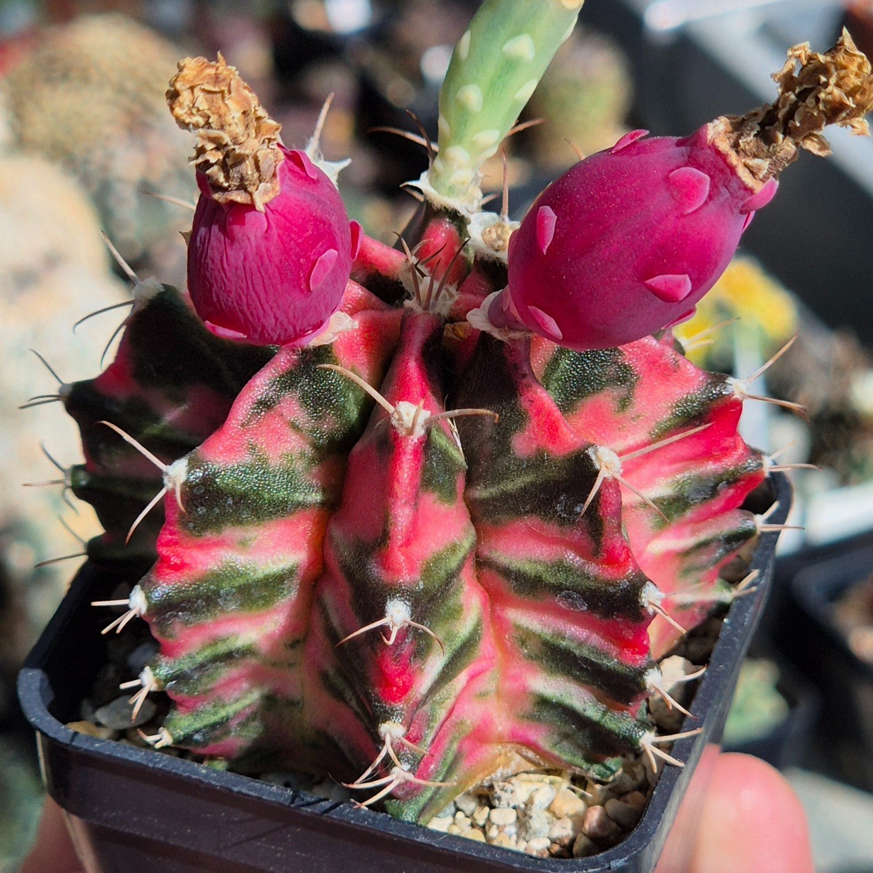Gymnocalycium mihanovichii ‘Pink & Black’ 20seeds harvest 2025