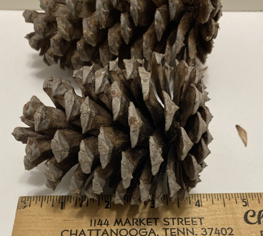 Pine Cones – 20 LARGE Freshly-collected in TN – 3.5- 5 in long -DECOR Crafts DIY