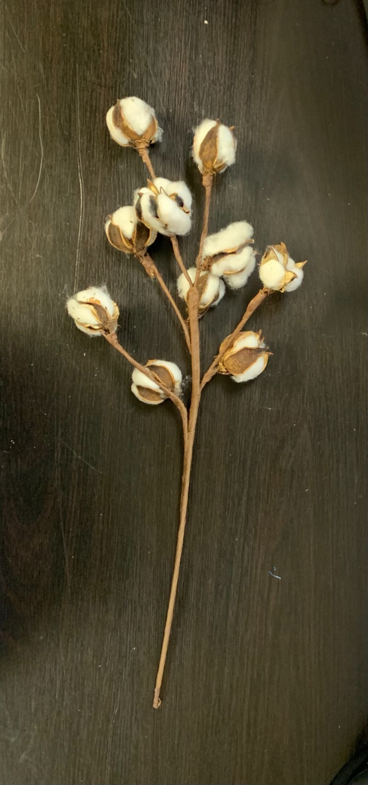 Cotton Stems Natural Dried Flower 60 Bolls in Total, 6 pack Cotton Sprigs White