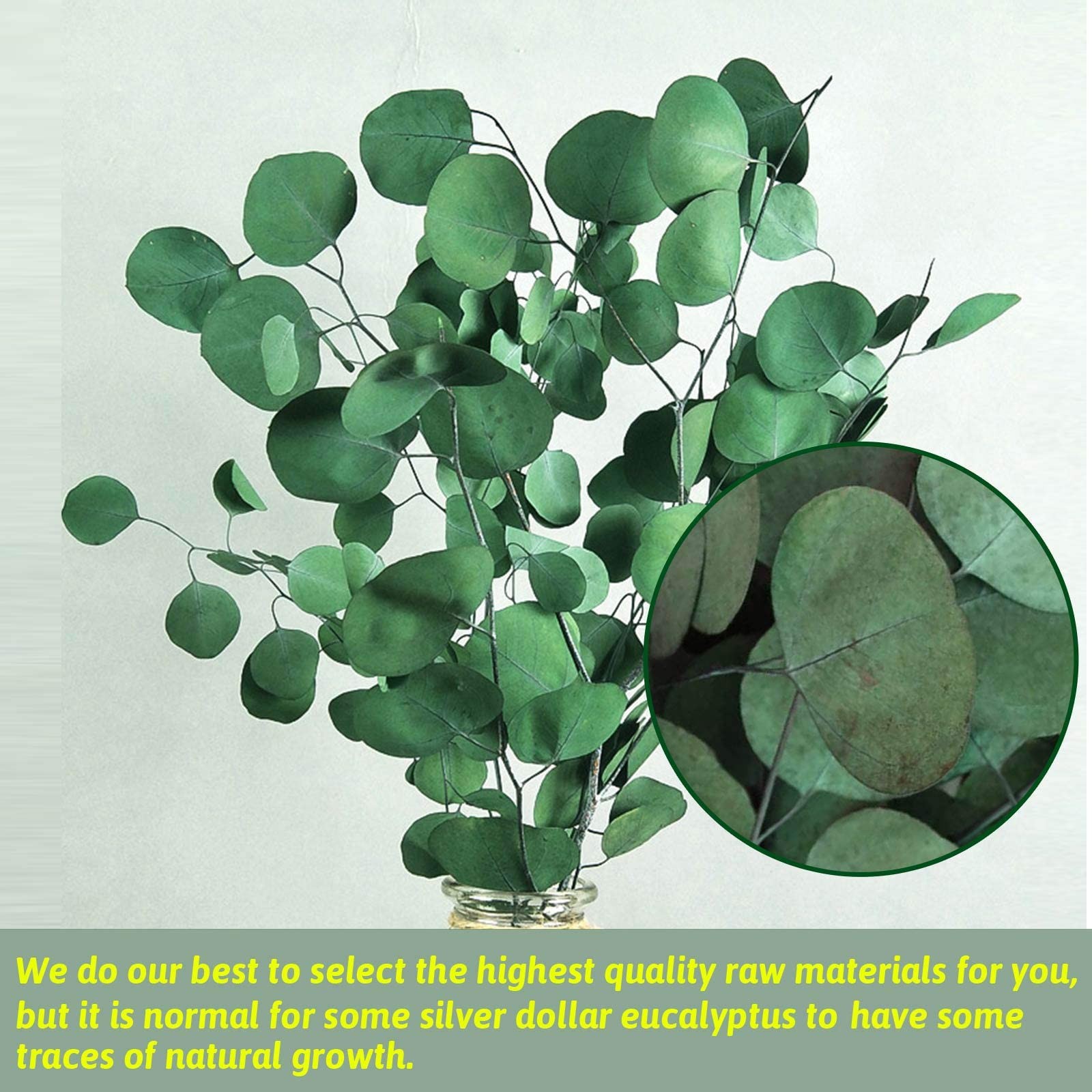 Preserved Dried Eucalyptus Stems, Green Eucalyptus Leaves, 4-10 Pcs Silver Do…