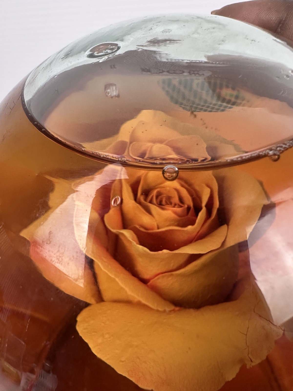 Preserved Rose Glass Dome Water Globe Floral Ornament Decor Flower Display