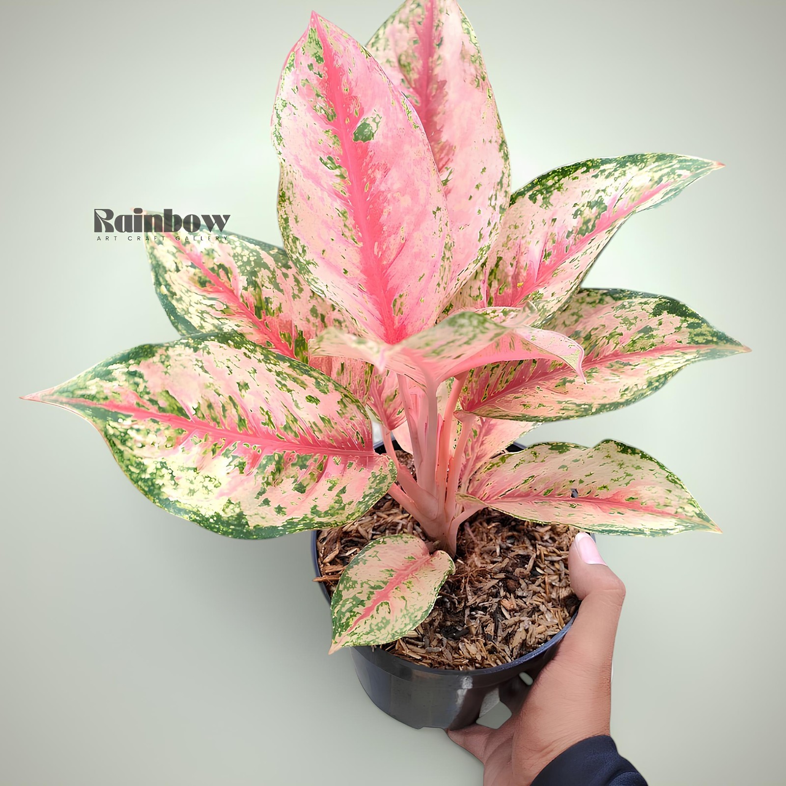Aglaonema Sweet Dream Beatiful Ornamental Plant