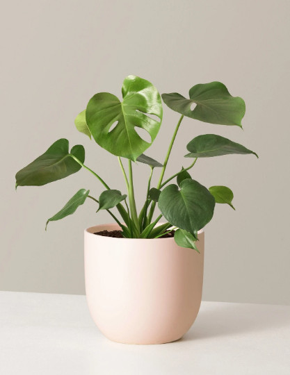 Monstera Deliciosa Tropical Split Leaf Plant in 4″ inch Pot | Indoor and Outdoor
