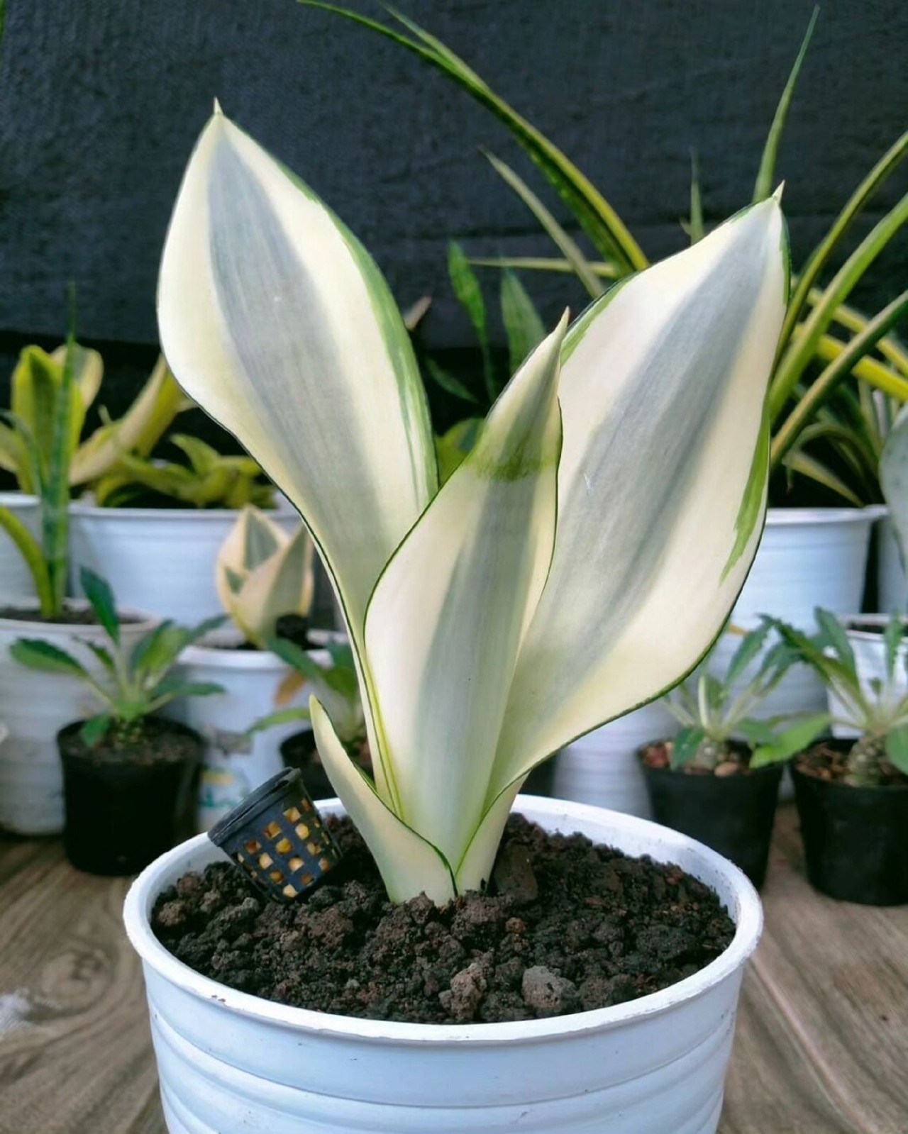Sansevieria Moonshine Splash Rare Uniqe Snake Plant