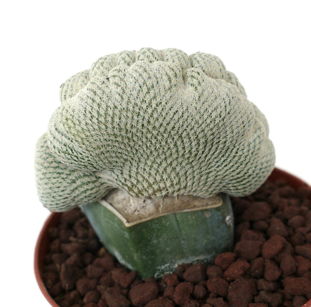 Epithelantha micromeris WITH LATERAL NORMAL BRANCHES – Button cactus | Ping-pong