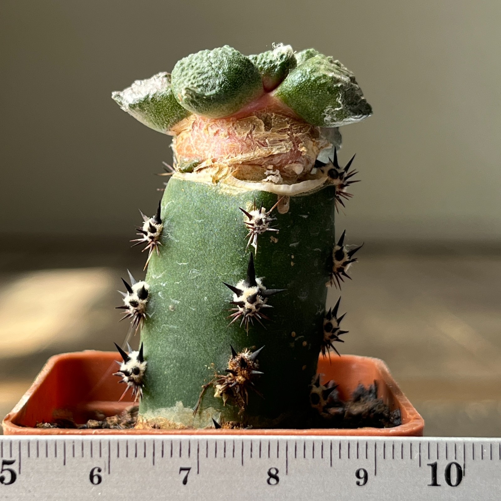 A9-4297 Cactus lloydii, grafted