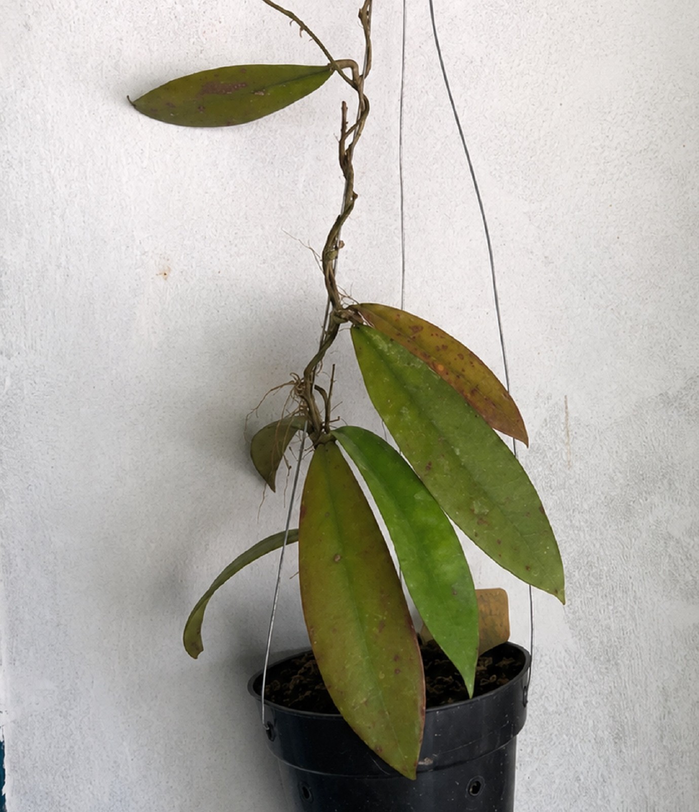 Hoya Fauziana ssp. Angulata Rare Tropical Houseplant Exotic Climbing Hoya