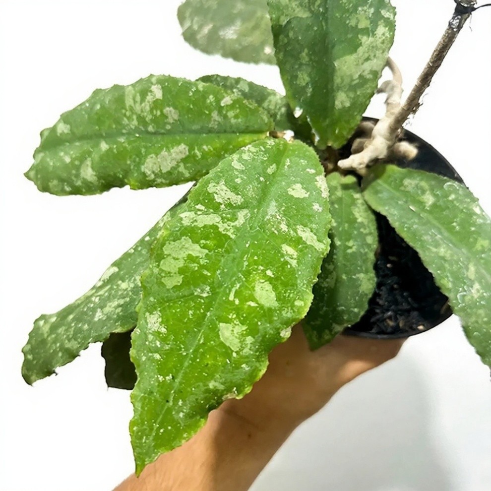Real Pict Hoya Undulata Rare Plant