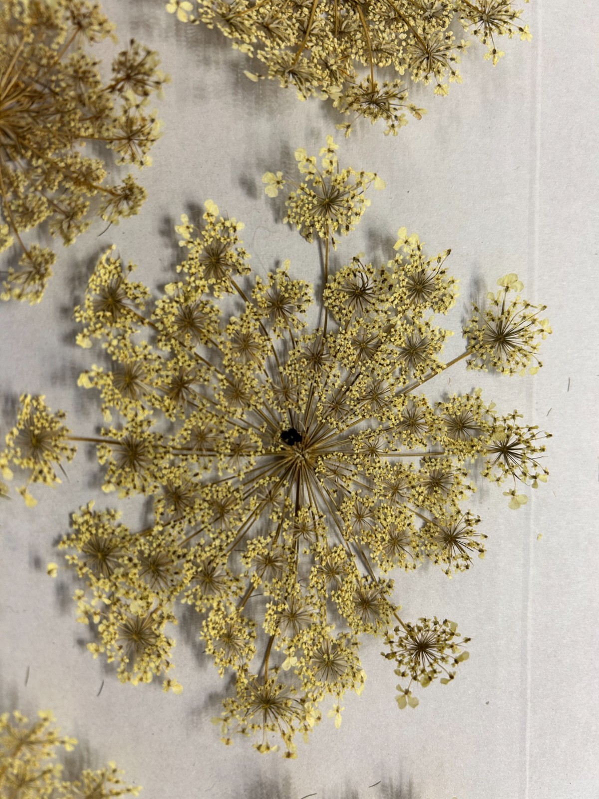 Lot of 10 Hand Picked and Hand Pressed Queen Anne’s Lace Flowers Crafting Décor