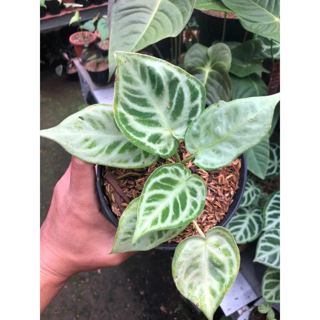 Anthurium silver Chrome Mutation Unique Live Tropical Exotic Plant Rare PL158