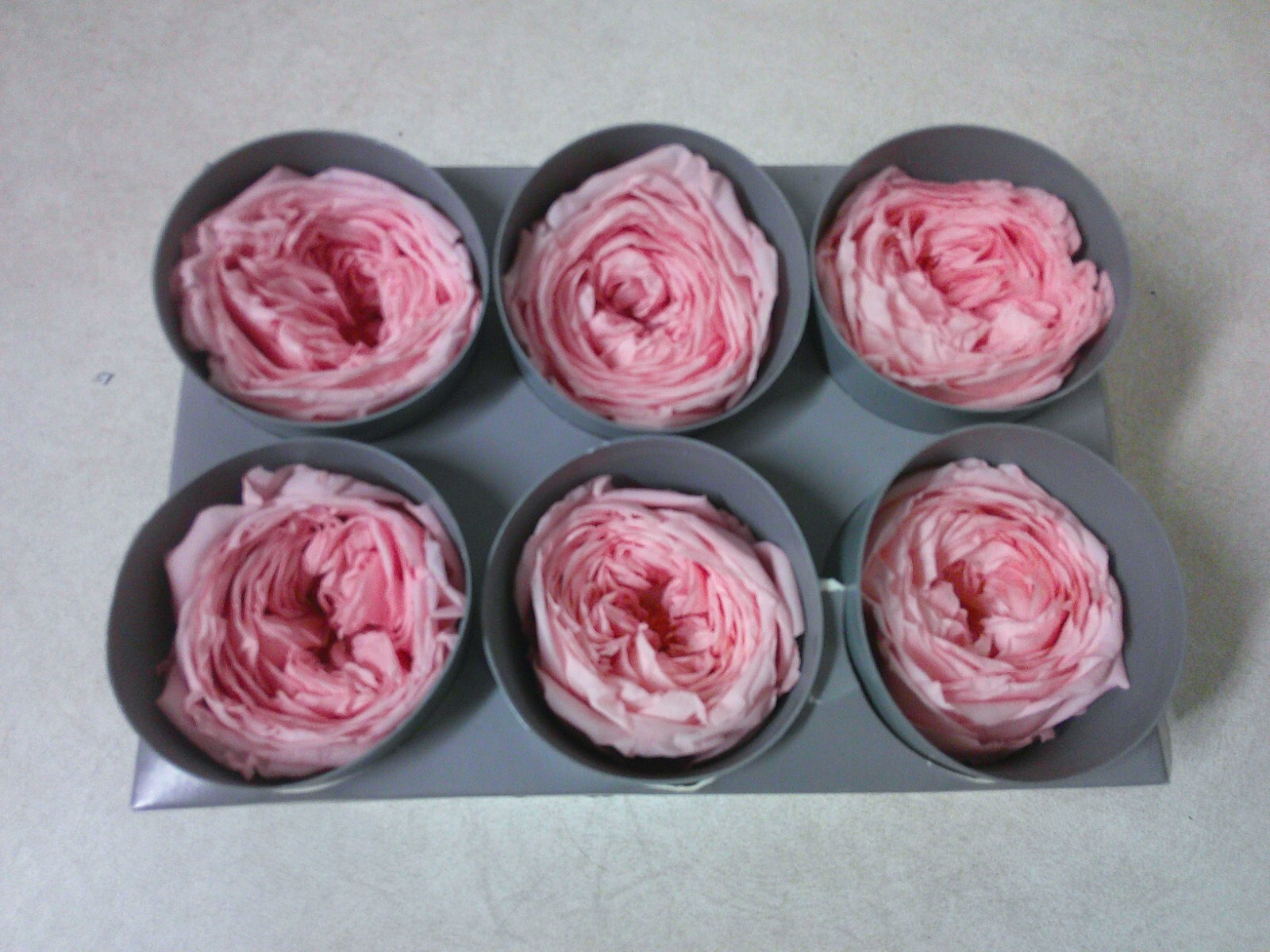 Verdissimo Real Preserved Roses Double Pink 6 Ct Wedding Floral Arrangements