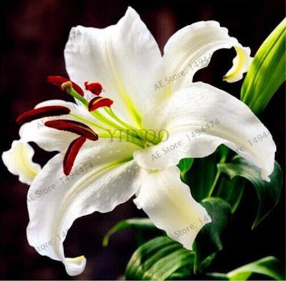 (10) LILY SEEDS rare exotic flower bloom home garden USA SELLER W/TRACKING