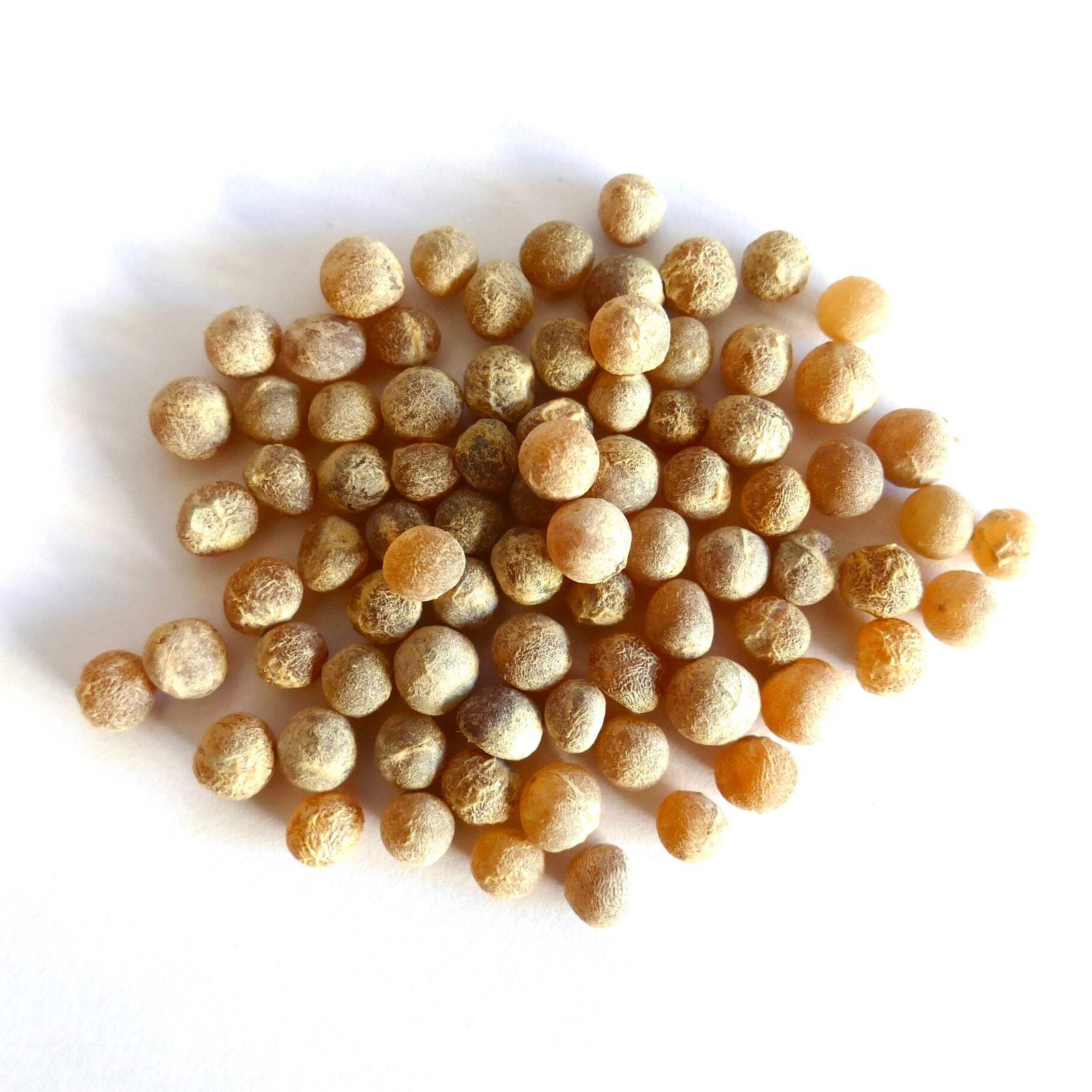Dracaena cochinchinensis SEEDS – Cochinchina Dragon Tree | Bamboo-like Dracaena