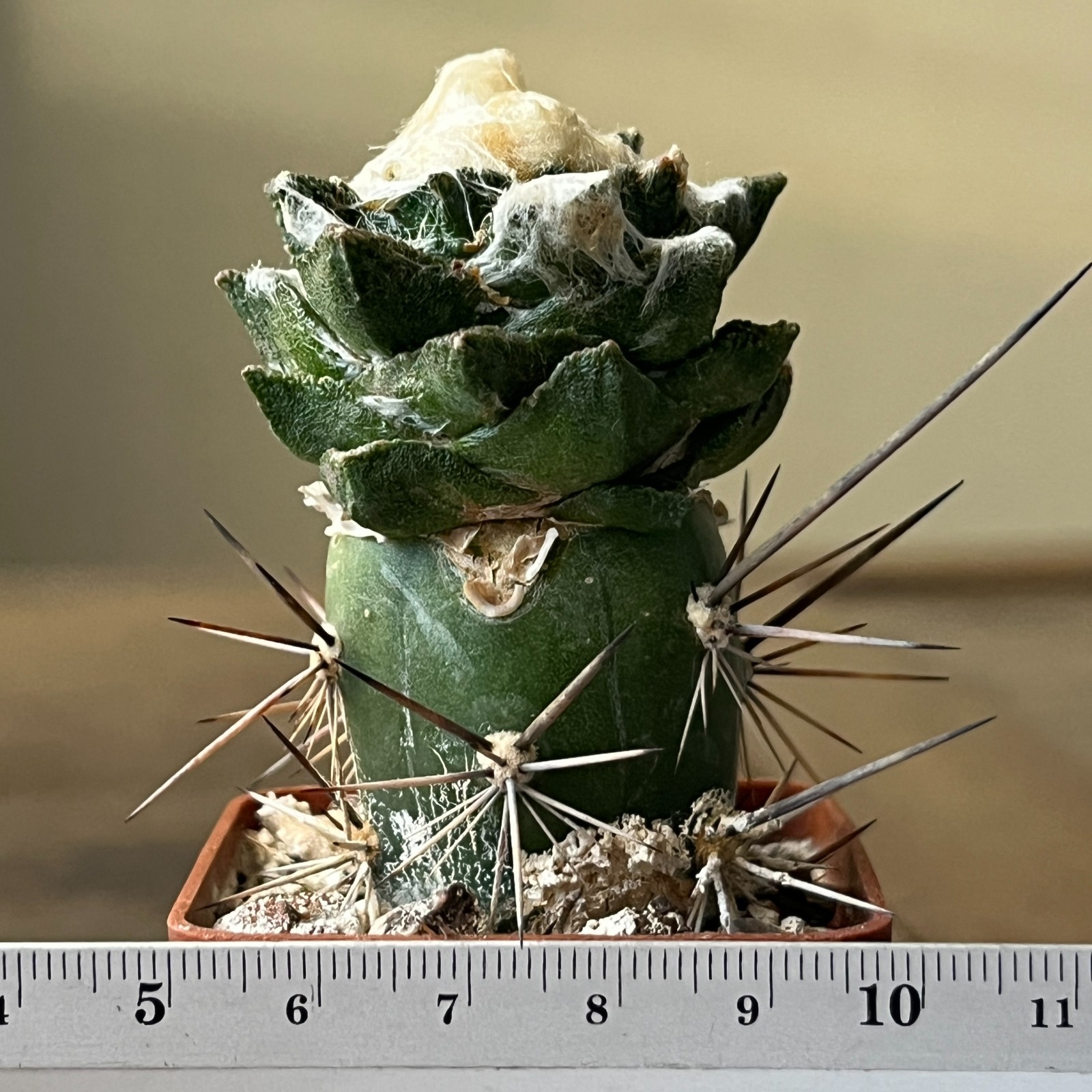 A52-1029 Cactus bravoanus, VM288, El Nunes