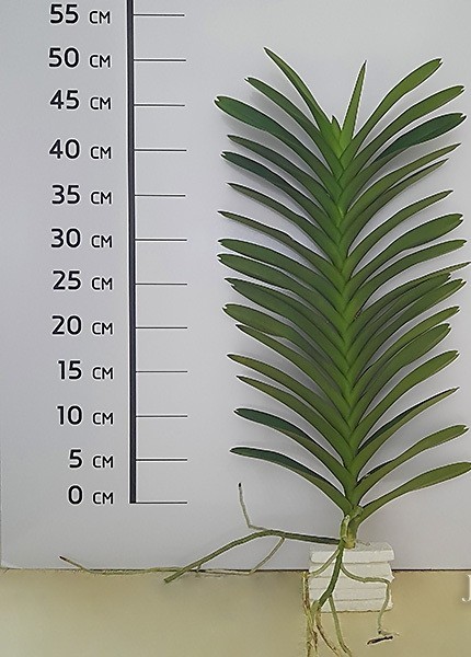 1 Plant of Ramasamyara ‘mutant pink’ Fresh Cutting 30-40Cm.