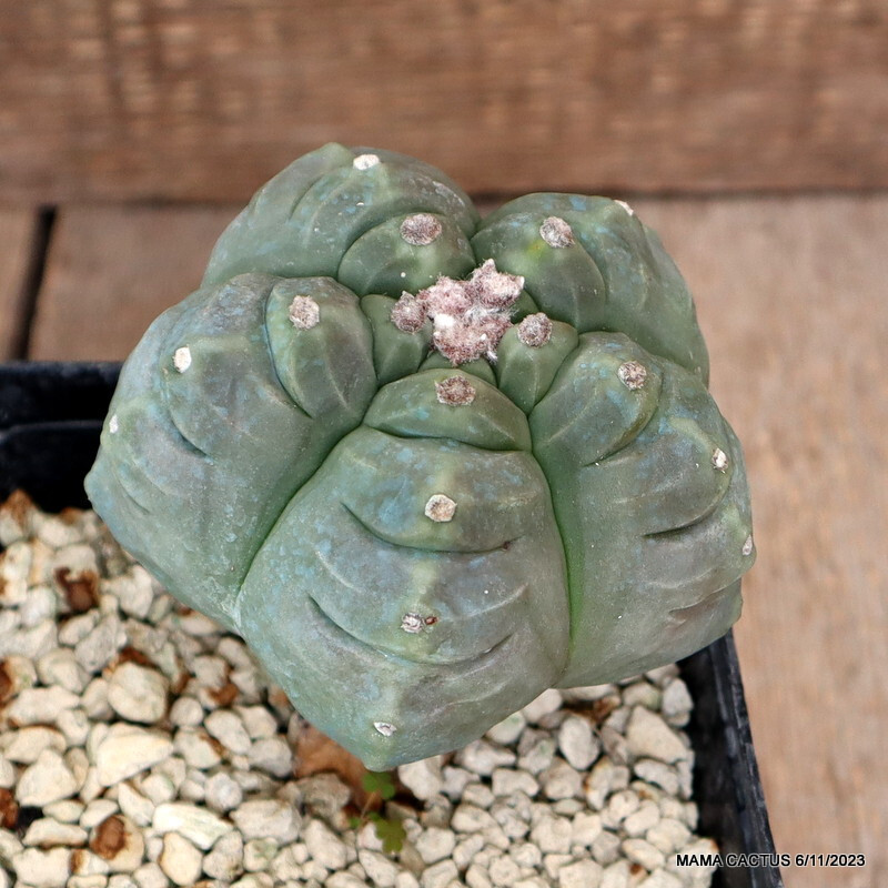 D1280 ASTROPHYTUM MYRIOSTIGMA KIKKO BALL GRAFTED pot12-H12-W11 cm MaMa