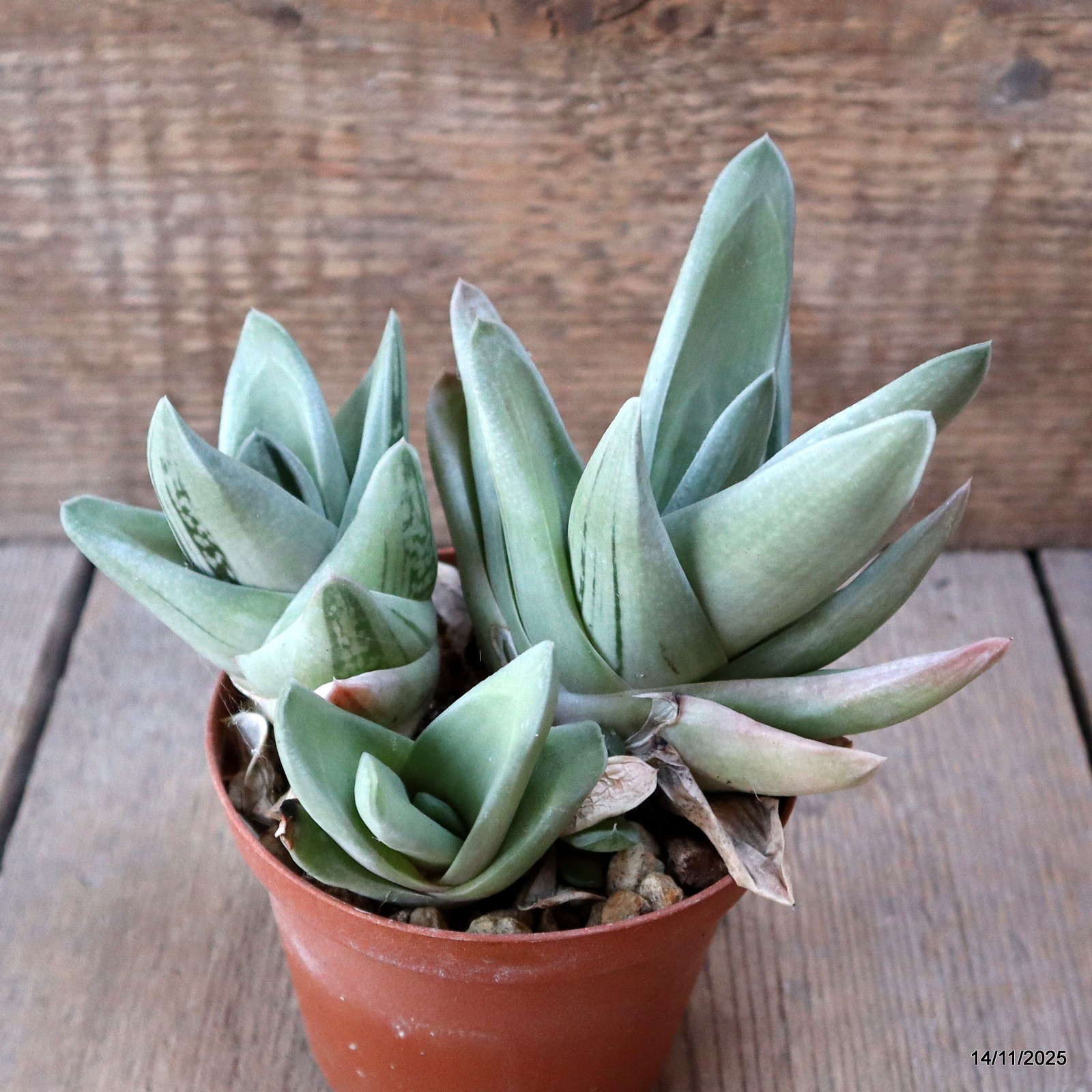 D7374 GASTERIA GREEN ICE pot10-H13-W15 cm MaMa Cactus