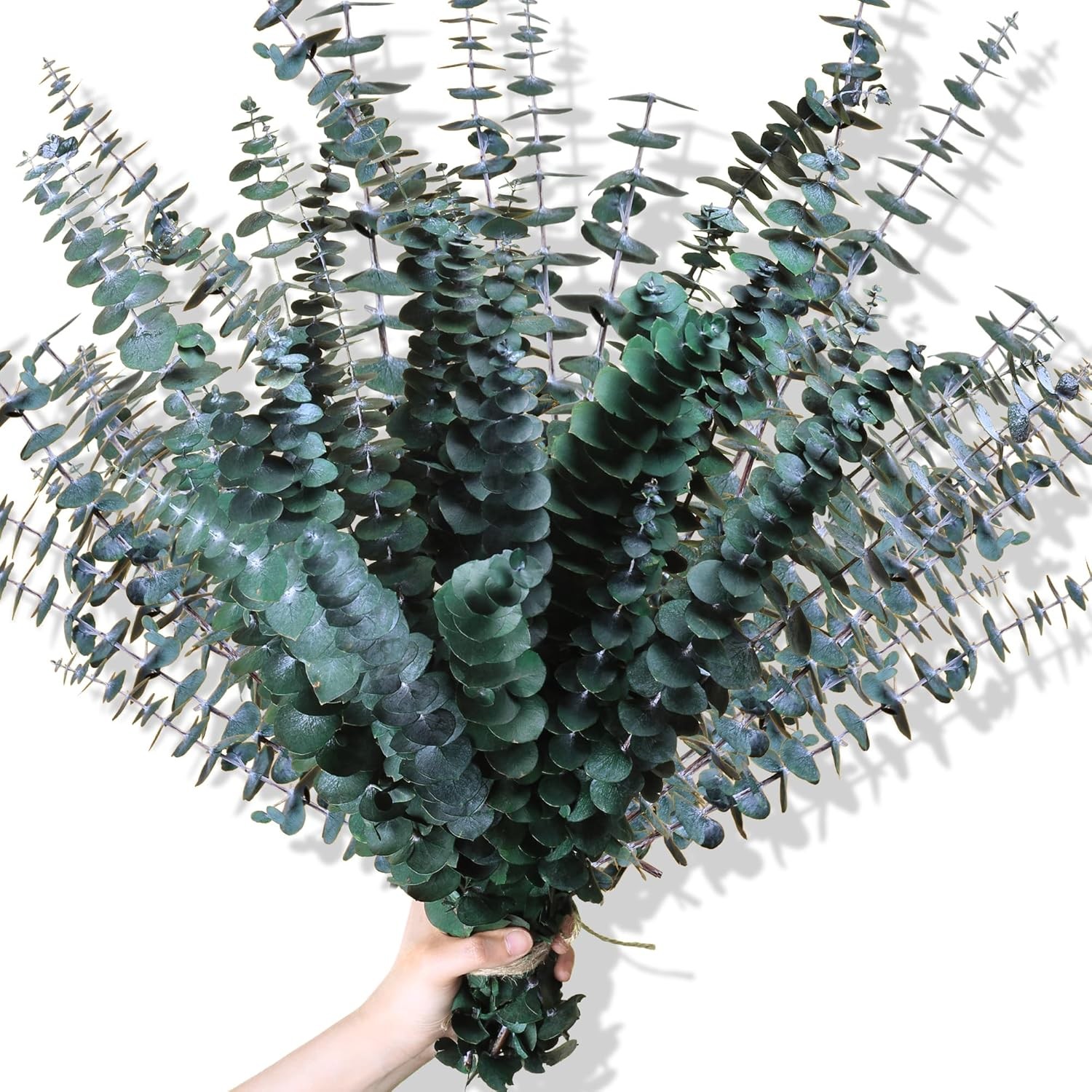 30Pcs Dried Eucalyptus Stems 17″ Preserved Natural Branches for Home Decor Weddi