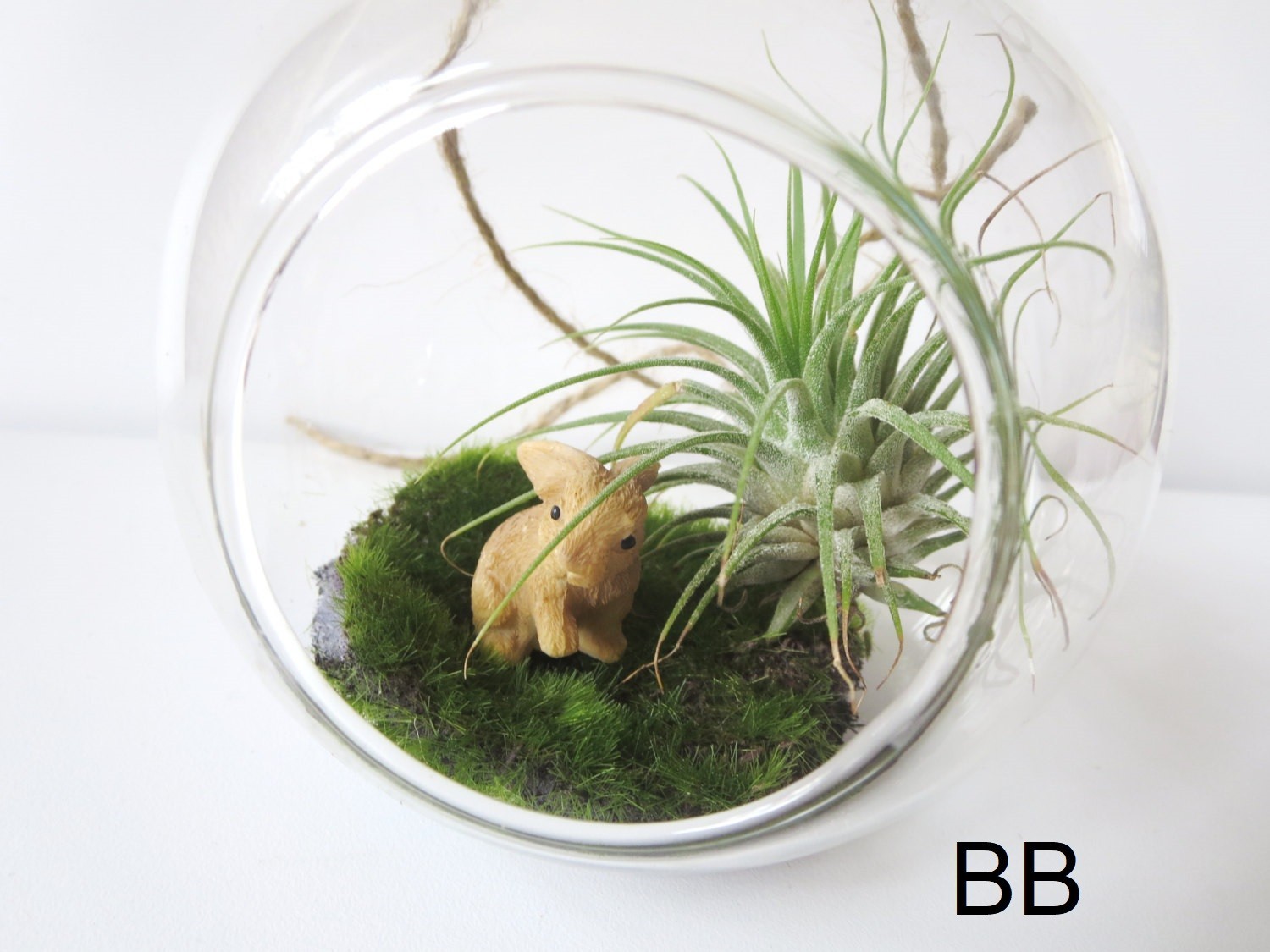 Air Plant Wall Decor Shell Air Plant Display Hanging Tillandsia Minimalist