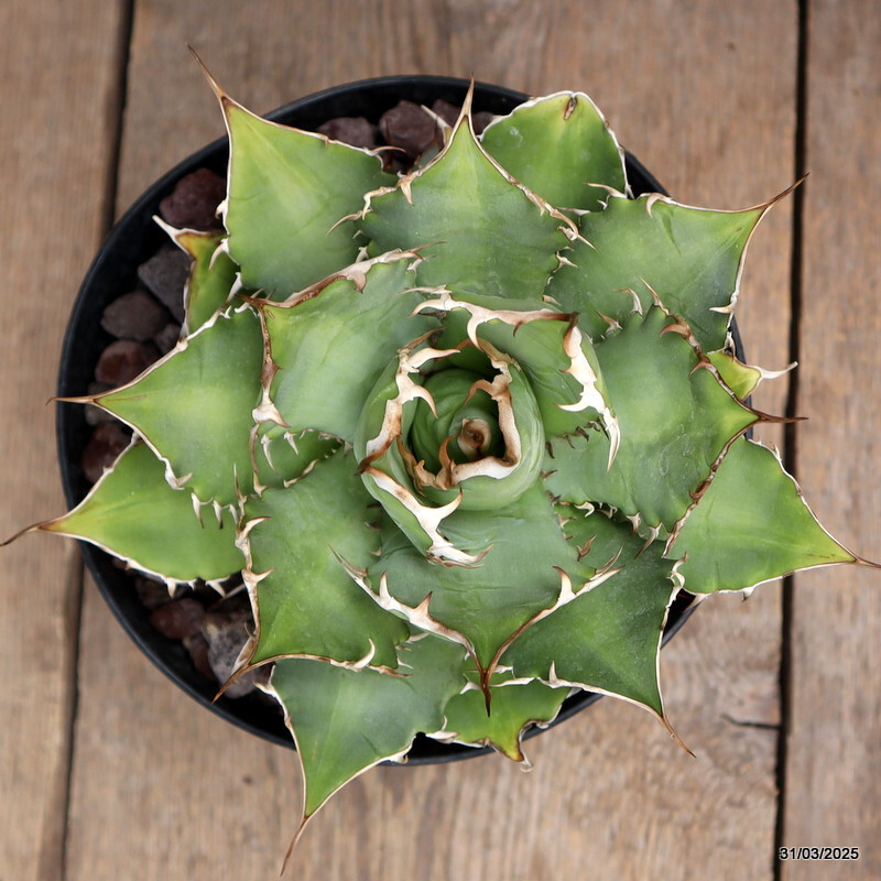 D163 AGAVE TITANOTA pot18-H14-W19 cm MaMa Cactus