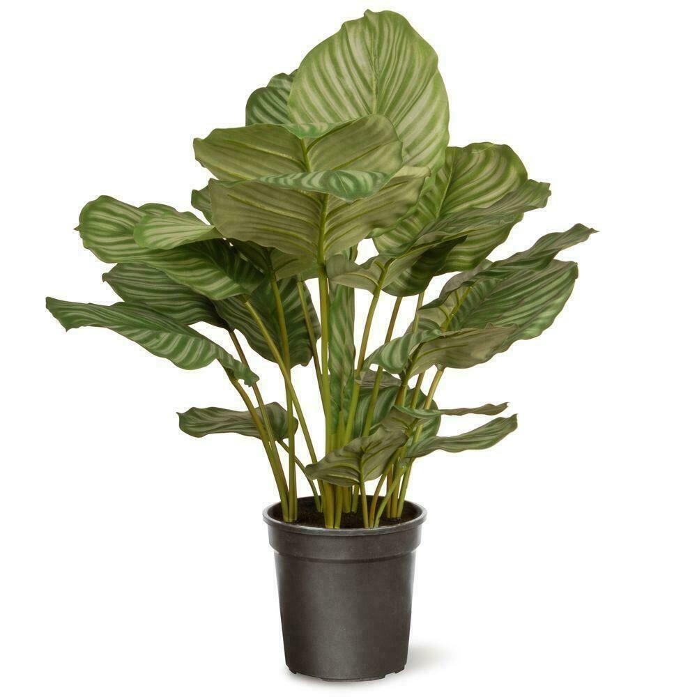 National Tree Company 30 in. Garden Accents Artificial Calathea Potted Plant